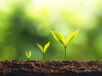 three plant seedlings in soil, each one bigger than the last